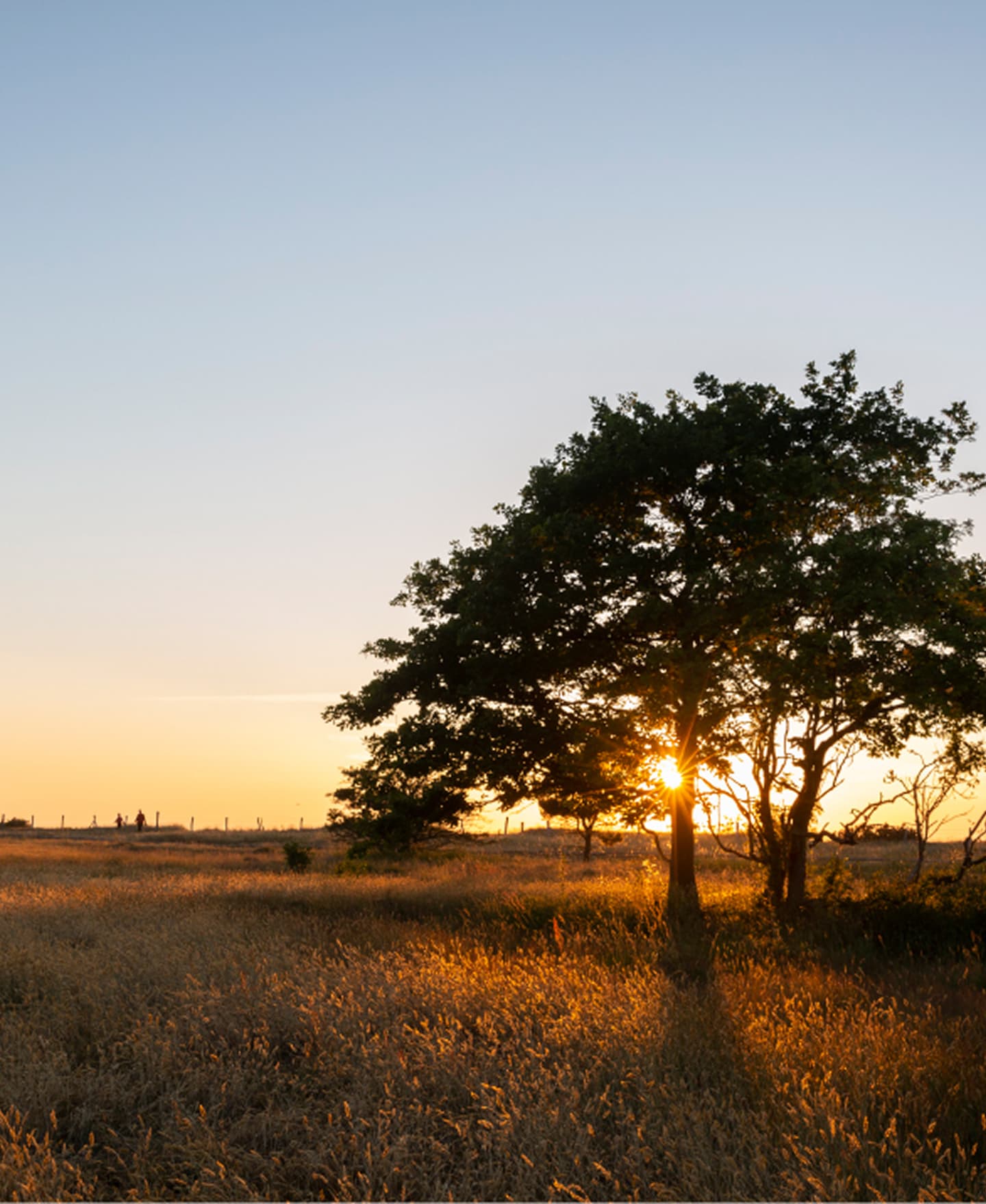Ein Baum, der den Sonnenuntergang leicht verdeckt